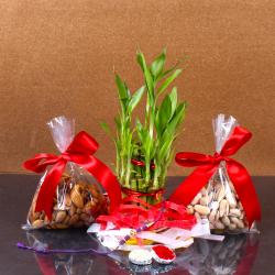 Rakhi Good Luck Plant with Dry Fruit Pack